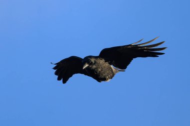 Uçan mavi gökyüzünde bir leş kargası, kışın güneşli bir gün, Viyana (Avusturya))