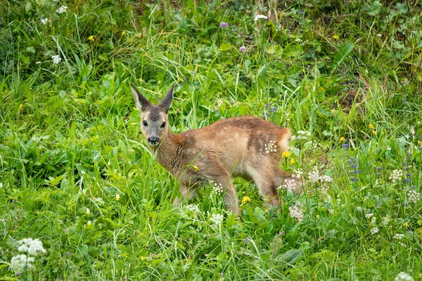 Jeune Chevreuil Cher Dans Pré Verdoyant Des Alpes Autrichiennes — Photo