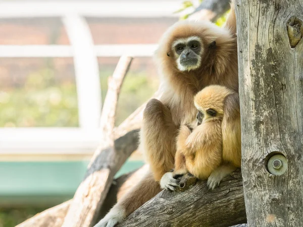 Young Lar Gibbon Hylobates Lar Sitting Mother Sunny Day Summer — стоковое фото