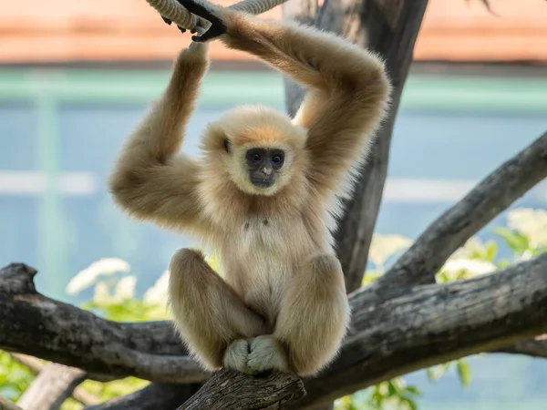 Jeune Gibbon Lar Hylobates Lar Grimpant Sur Les Cordes Journée — Photo