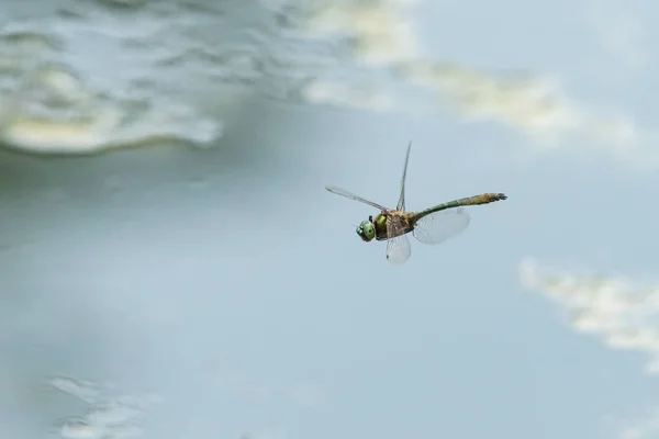 Downy Emerald Dragonfly Cordulia Aenea Flight Water Sunny Day Summer — Stock Fotó