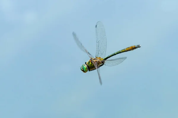 Downy Emerald Dragonfly Cordulia Aenea Flight Water Sunny Day Summer — стоковое фото