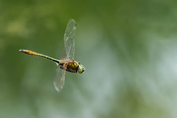 Downy Emerald Dragonfly Cordulia Aenea Flight Water Sunny Day Summer — Stock Photo, Image