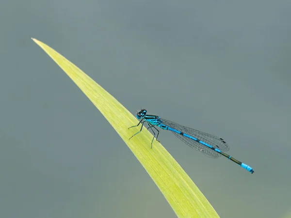 在夏日阳光明媚的绿叶上栖息的一种蓝色果蝇 Coenagrion Puella 奥地利维也纳 — 图库照片