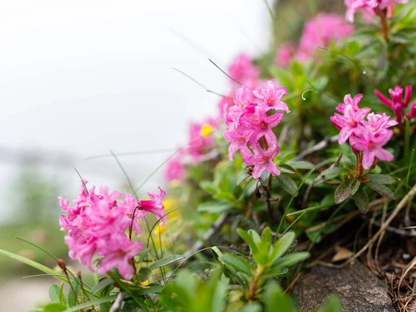 Primer Plano Una Alpenrosa Peluda Floreciente Rhododendron Hirsutum Día Nublado — Foto de Stock