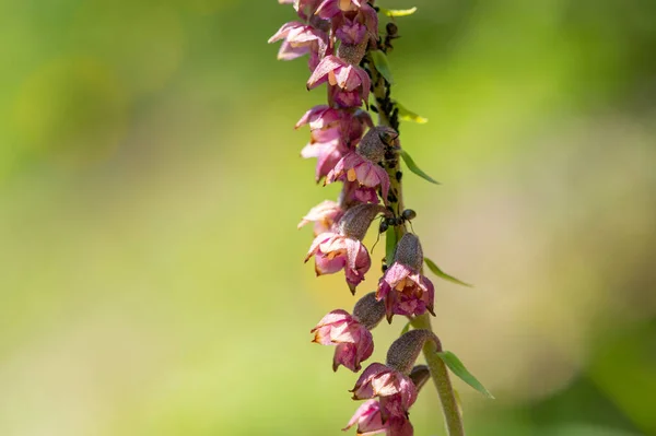 Detailní Záběr Rozkvetlou Královskou Orchidej Pekelnou Epipactis Atrorubens Slunečný Letní — Stock fotografie