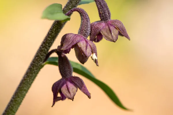 Closeup Flowering Royal Helleborine Orchid Epipactis Atrorubens Sunny Day Summer — Stock Photo, Image