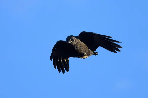 Carrion Crow Flight Blue Sky Sunny Day Winter Vienna Austria — Stock Photo, Image