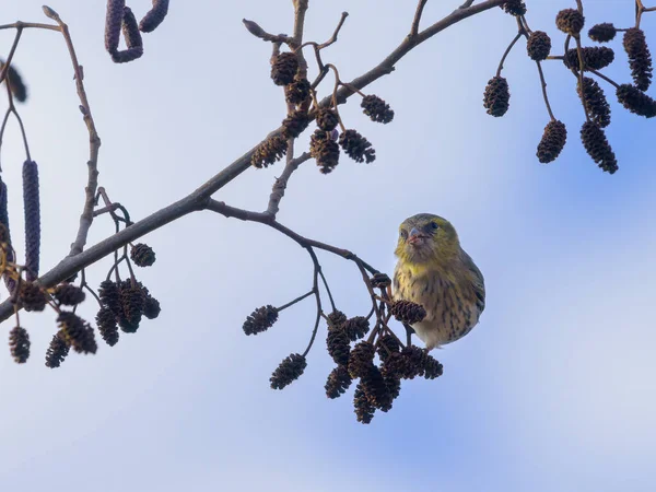 Eurasian Siskin Sitting Twig Alder Sunny Day Winter — Fotografia de Stock