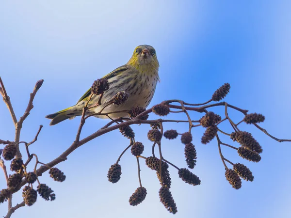 Una Siskin Eurasiatica Seduta Ramoscello Ontano Giornata Sole Inverno — Foto Stock