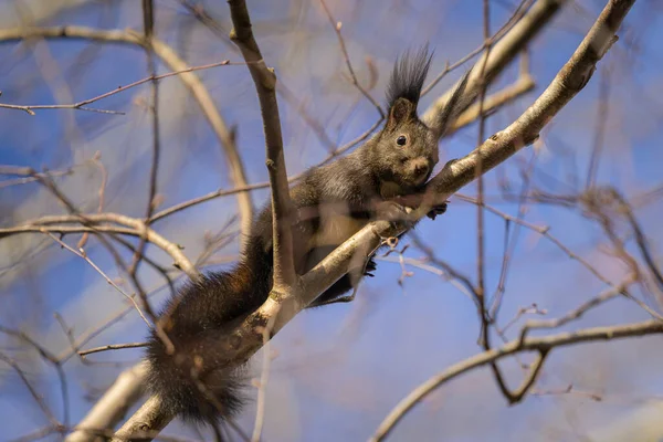 Red Squirrel Sitting Tree Winter Blue Sky Vienna Austria — Foto de Stock