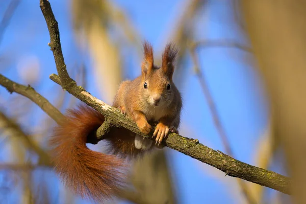 Red Squirrel Sitting Tree Winter Blue Sky Vienna Austria — Foto de Stock