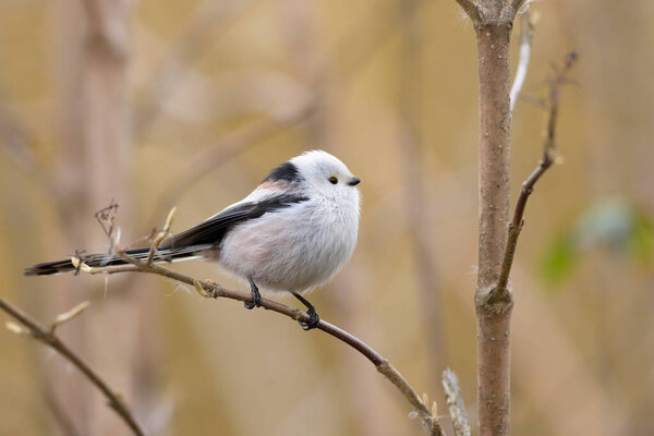 A long tailed tit (Aegithalos caudatus) sitting on a small twig, cloudy day in winter, Vienna (Austria)