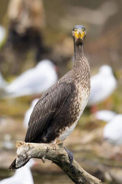 Young Great Cormorant Resting Branch Cloudy Day Winter Vienna Austria — Photo