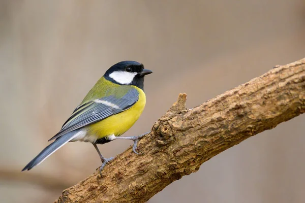 Great Tit Parus Major Sitting Twig Cloudy Day Winter Vienna — стоковое фото