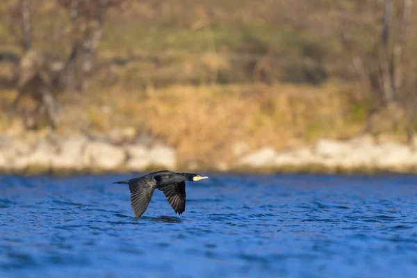 Great Cormorant Flight Sunny Day Winter Reflection Blue Sky Water — ストック写真