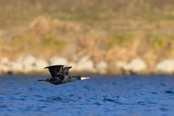 Great Cormorant Flight Sunny Day Winter Reflection Blue Sky Water — Photo