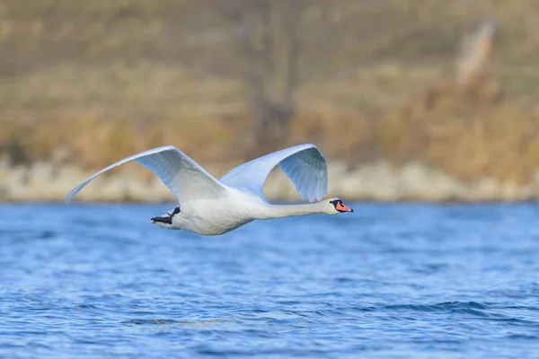 Mute Swan Flight Pond Sunny Day Winter Vienna Austria — стоковое фото