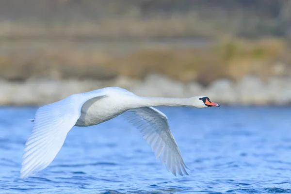 Mute Swan Flight Pond Sunny Day Winter Vienna Austria — стоковое фото