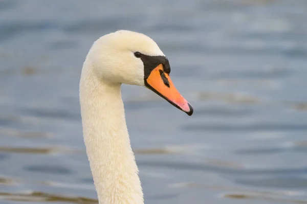 Mute Swan Swimming Pond Sunny Day Winter Vienna Austria — стоковое фото