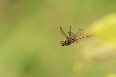 Serseri bir yusufçuk (Sympetrum vulgatum) yazın güneşli bir günde uçar.
