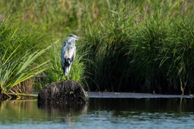 Briere Bölgesel Doğal Parkı 'nda bir nehrin yanında duran gri balıkçıl (Ardea cinerea).
