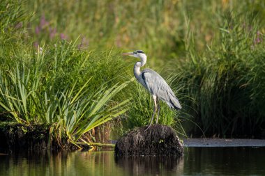 Briere Bölgesel Doğal Parkı 'nda bir nehrin yanında duran gri balıkçıl (Ardea cinerea).