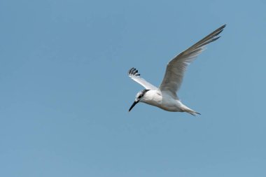 Mavi gökyüzünde genç sandviç tern (Thalasseus sandvicensis)
