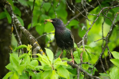 Starling ağaçta oturuyor, güneşli bir yaz gününde faturada yemek var (Avusturya)