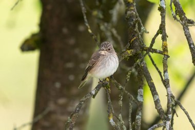 Ağaçta oturan benekli bir sinek avcısı, yazın güneşli bir gün, Avusturya