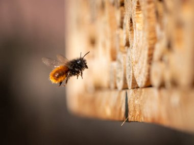 Yuvanın önünde uçan Osmia duvar arısı, ilkbaharda güneşli bir gün, Viyana (Avusturya))