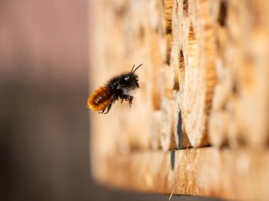 Yuvanın önünde uçan Osmia duvar arısı, ilkbaharda güneşli bir gün, Viyana (Avusturya))