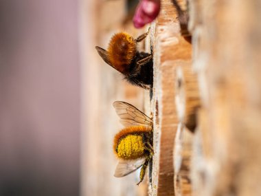 Osmia duvar arıları yuva yardımına oturmuş, baharda güneşli bir gün, Viyana (Avusturya))