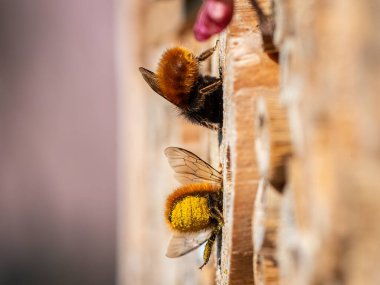 Osmia wall bees sitting on nesting aid, sunny day in spring, Vienna (Austria) clipart