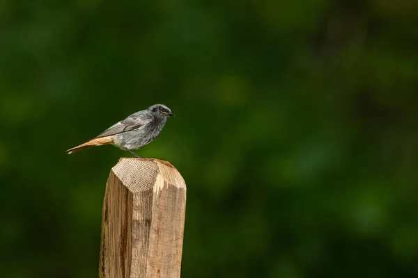 Black Redstart Sitting Piece Wood Sunny Day Summer Green Background — Stockfoto