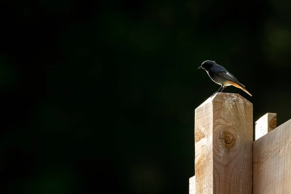 夏の晴れた日に黒い再出発木の上に座って暗い背景 — ストック写真