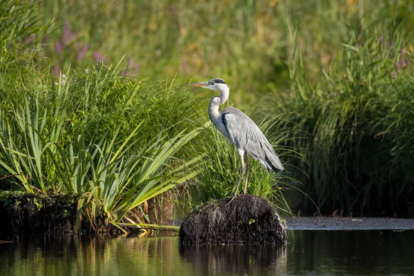 Ein Graureiher Ardea Cinerea Steht Der Nähe Eines Flusses Regionalen — Stockfoto