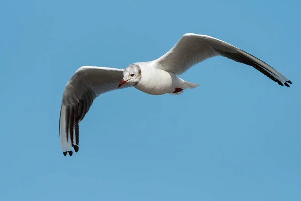 Una Gaviota Cabeza Negra Chroicocephalus Ridibundus Volando Cielo Azul Día —  Fotos de Stock