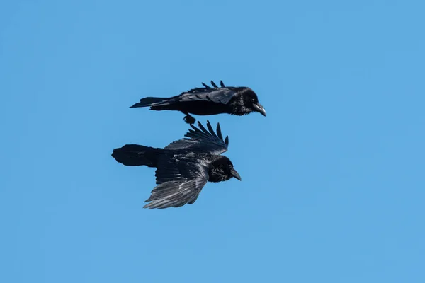 Two Northern Ravens Flight Sunny Day Summer Blue Sky — Stock Photo, Image