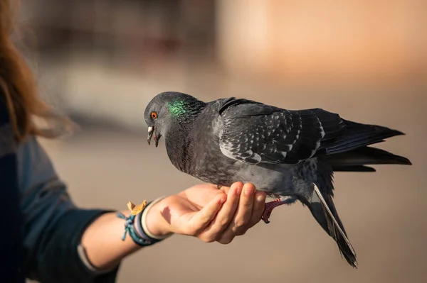 Domestic Dove Sitting Hand Child Eating Sunny Day Autumn Venice — Stock Photo, Image