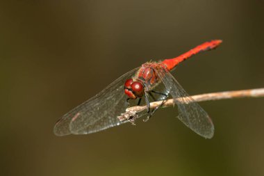 Lanet olası bir yusufçuk (Sympetrum sanguineum) yazın güneşli bir günde dinleniyor.