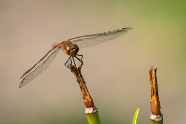Sıradan bir yusufçuk (Sympetrum striolatum) yazın güneşli bir günde dinlenir.