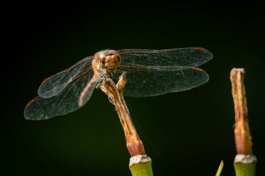 Sıradan bir yusufçuk (Sympetrum striolatum) yazın güneşli bir günde dinlenir.