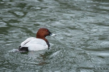 Havuzda yüzen sıradan bir Pochard Sonbaharda bulutlu bir gün