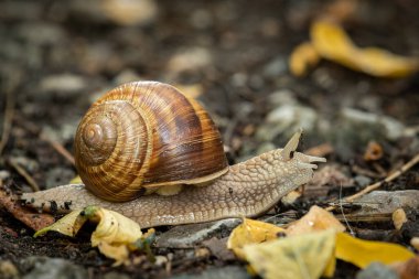Orman zemininde bir Burgundy salyangozu (Helix pomatia), Viyana (Avusturya))