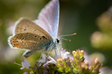 Yaygın bir mavi kelebek (Polyommatus icarus, Lycaenidae), yazın güneşli bir gün olan Viyana 'da oturmaktadır (Avusturya).)
