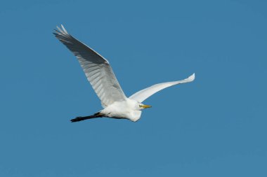 Uçan bir Büyük Akbalıkçıl (Ardea alba), mavi gökyüzü (Isonzo, İtalya))