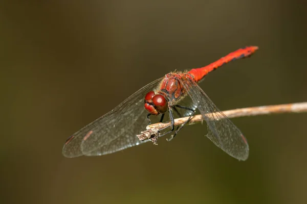 Румяная Стрекоза Sympetrum Sanguineum Отдыхает Растении Солнечный День Летом — стоковое фото