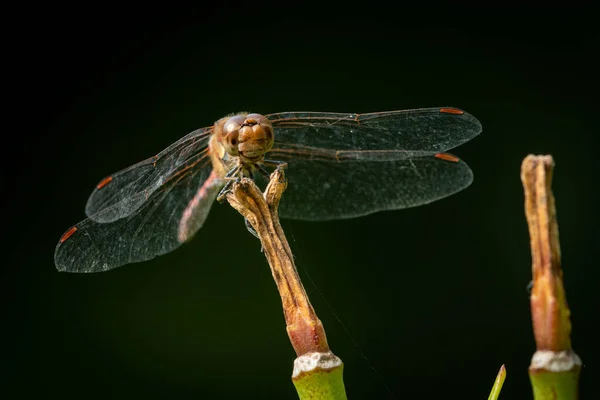 Μια Κοινή Darter Dragonfly Sympetrum Striolatum Στηρίζεται Ένα Φυτό Ηλιόλουστη — Φωτογραφία Αρχείου