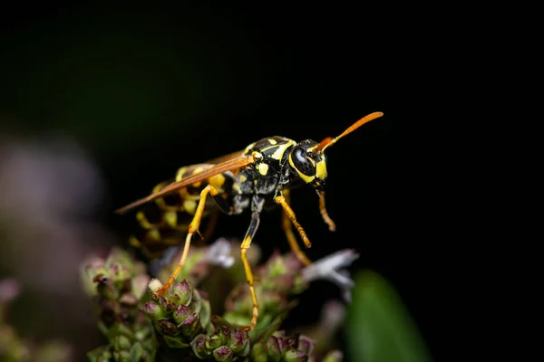 Μια Ευρωπαϊκή Σφήκα Χαρτιού Polistes Dominula Κάθεται Ένα Φυτό Ηλιόλουστη — Φωτογραφία Αρχείου